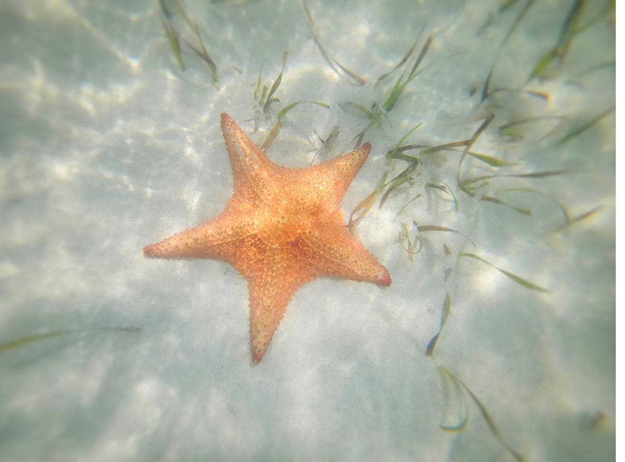 An orange starfish resting on white sand among seagrass