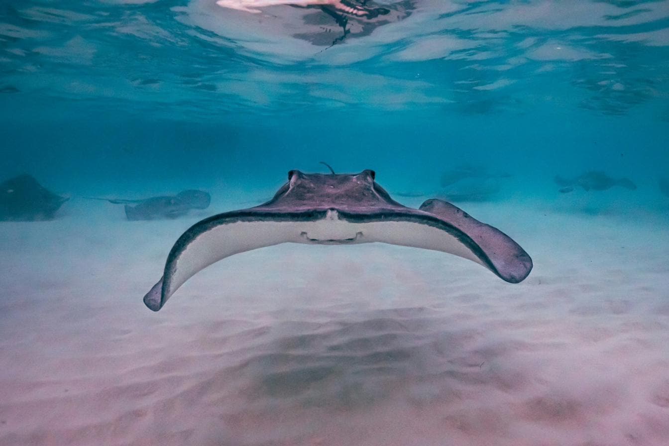 A southern stingray gliding over white sand in shallow Cayman water